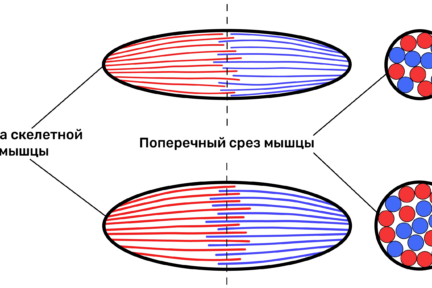 Миниатюра для записи Что такое гиперплазия мышечных волокон?