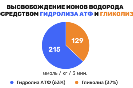 Миниатюра для записи Гидролиз АТФ в мышечных волокнах