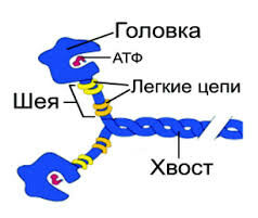 Миниатюра для записи Миозин в мышечных волокнах