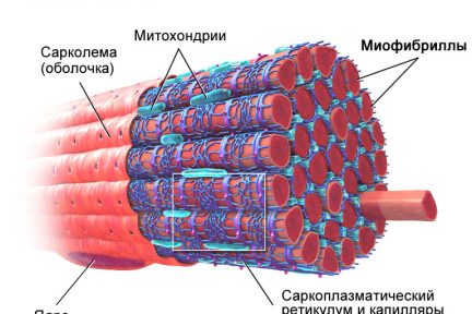 Миниатюра для записи Саркоплазма мышечных волокон