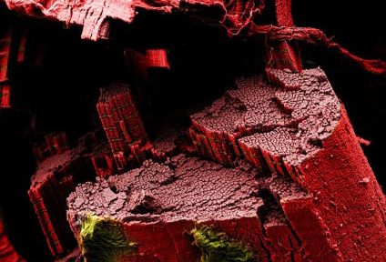 Миниатюра для записи Характеристика мышечных волокон скелетных мышц