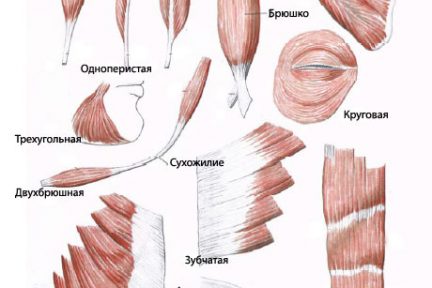 Миниатюра для записи Классификации скелетных мышц человека